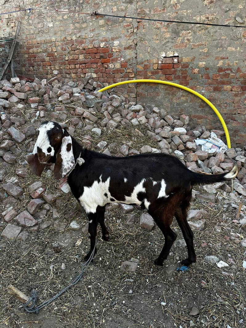 Desi Bakra 2
