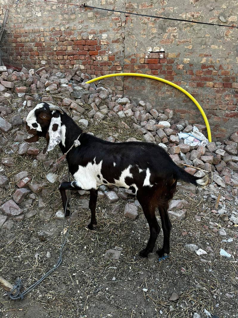 Desi Bakra 3