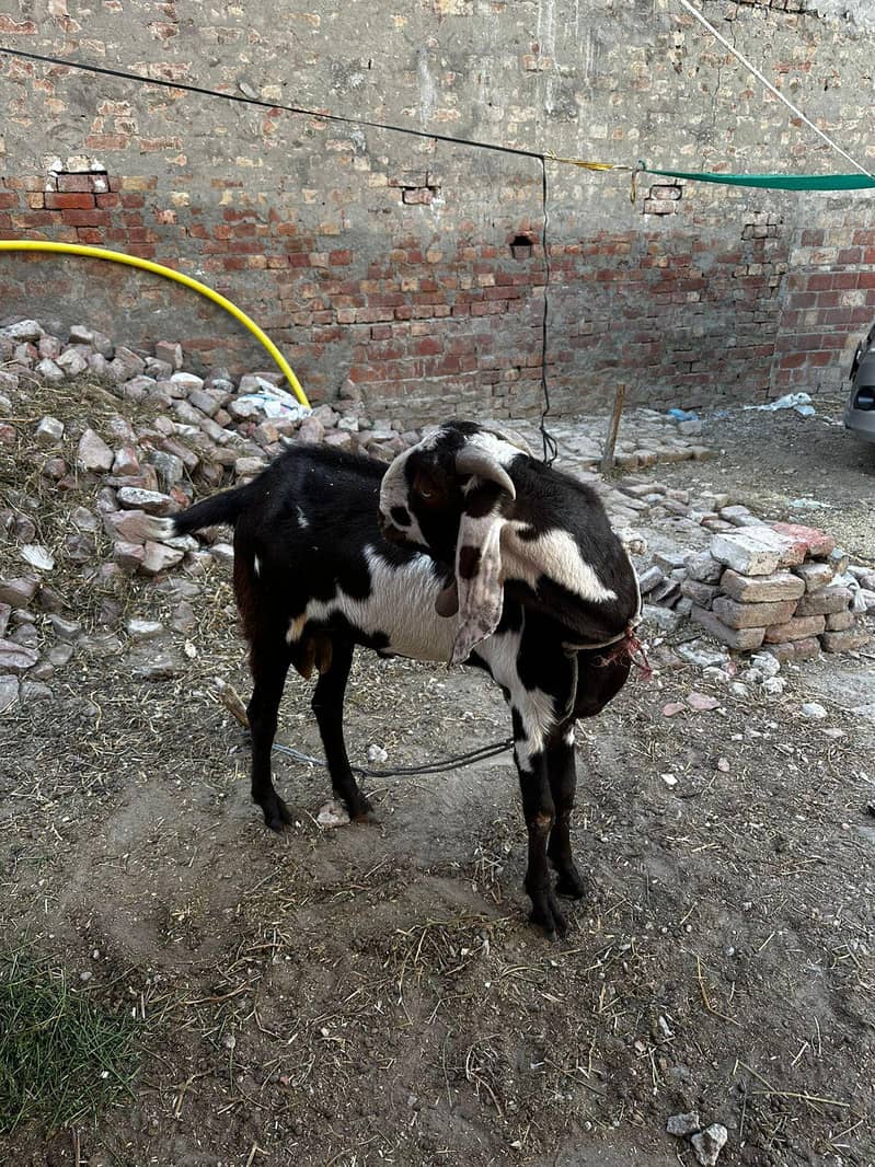 Desi Bakra 4
