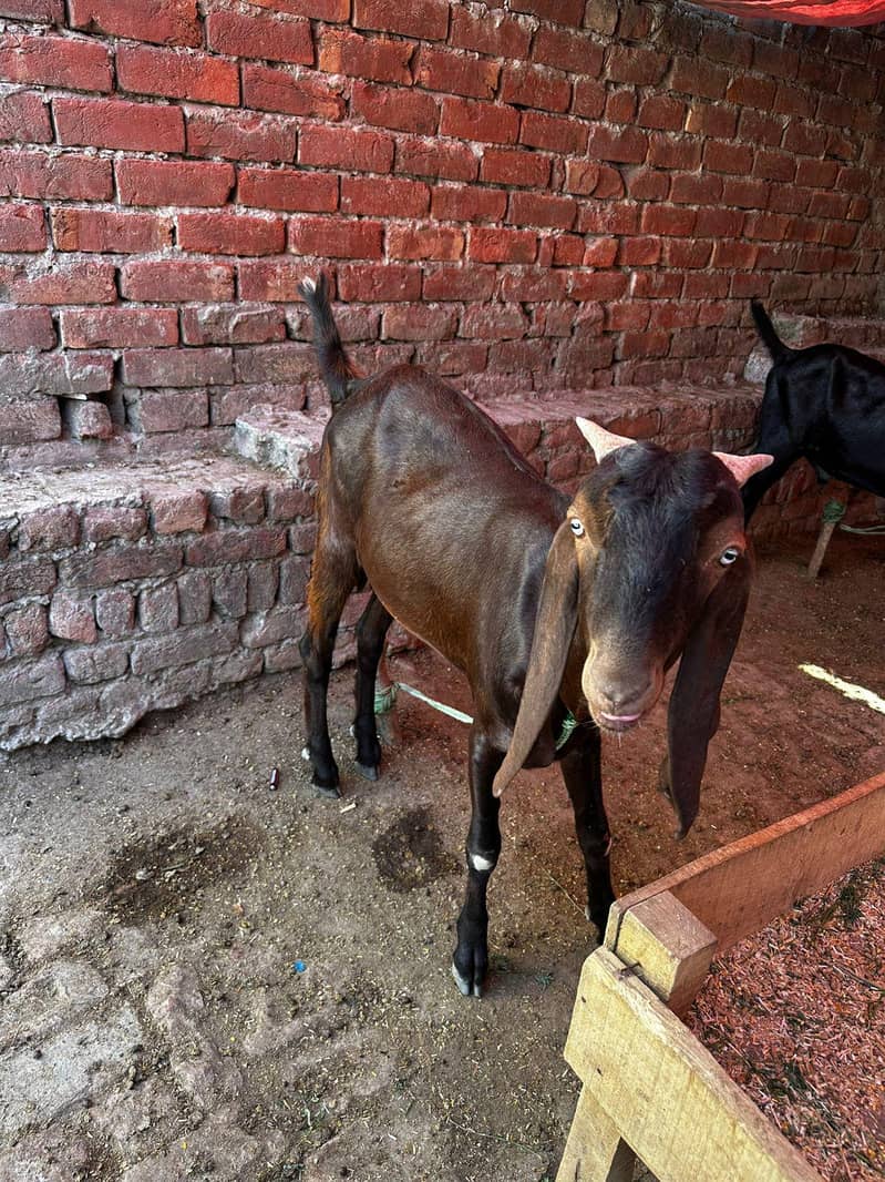Desi Bakra 5