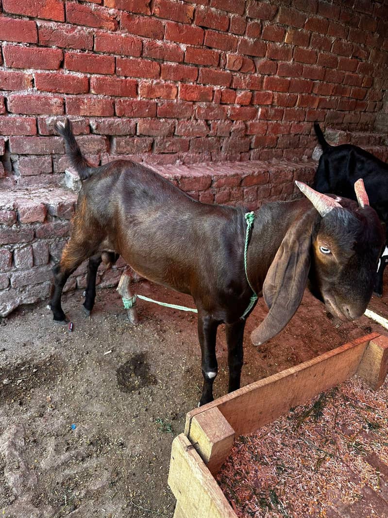 Desi Bakra 6