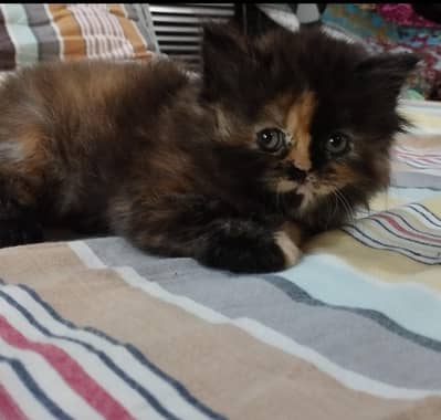 triple coat tortoiseshell Persian kitten