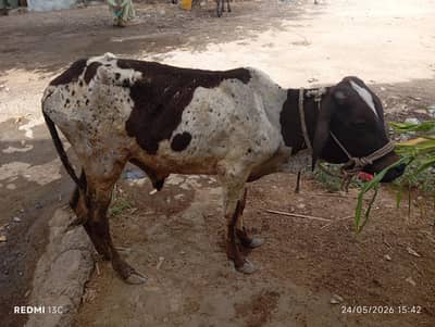 4 Dant hai Qurbani 2026