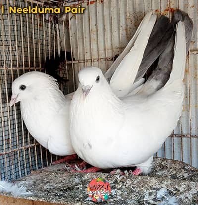 Neelduma Breeder Pair, Bajrai Breeder Pair Or Dub Wale For Sale