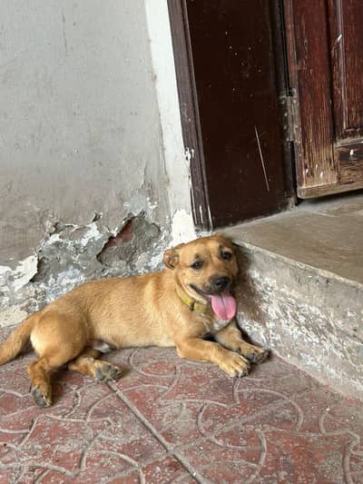 pitbull pair of good quality  is for sale