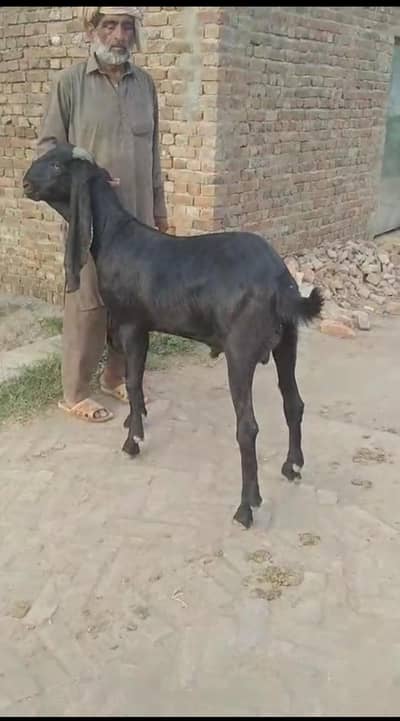 Heavy Bakra for sale pure beetl nasal