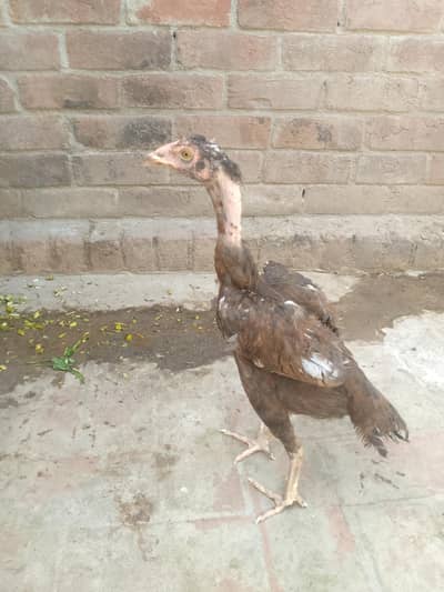 mukhtakif aseel murghy or murgiyan for sale