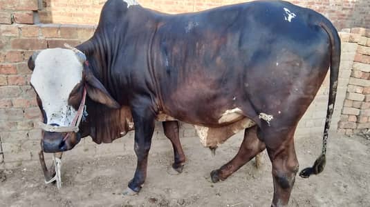 Qurbani Cow | Bull / qurbani / bale for sale | cow / wacha / wehra