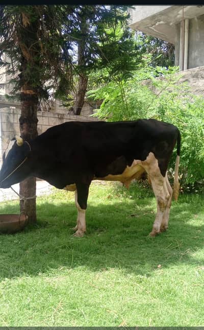Hissa available for qurbani 25-28kg meat pr hissa
