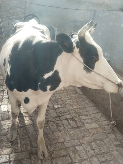 Pure Freezian Cow for Sale