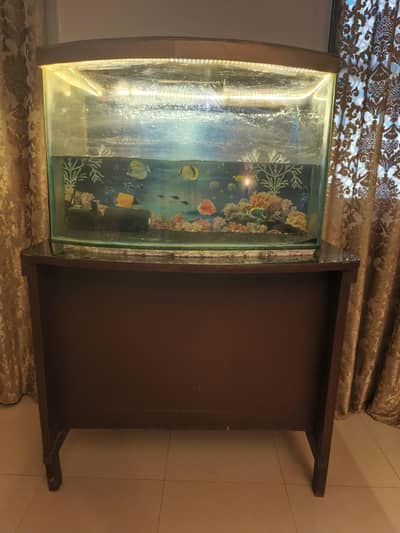  Large Curved Glass Aquarium With Wooden Stand For Sale