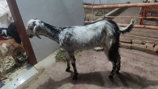 Healthy and active bakri for sale