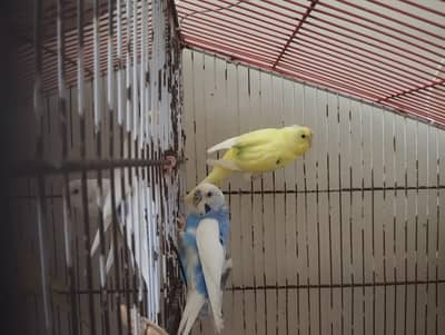 Budgies With Cage for Sale 4 Pairs with 2 Portion Cage Size 3ft*1.5ft