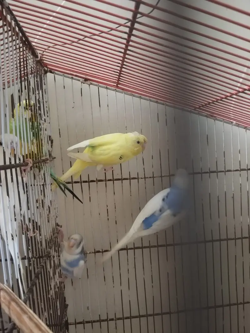 Budgies Parrots 8pcs for sale — photo 2