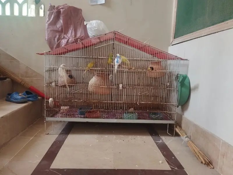 Budgies Parrots 8pcs for sale — photo 3