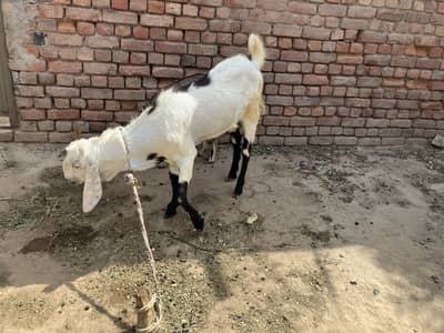 Mona Bakra For Qurbani