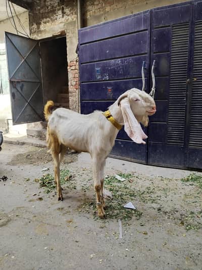 Desi goat