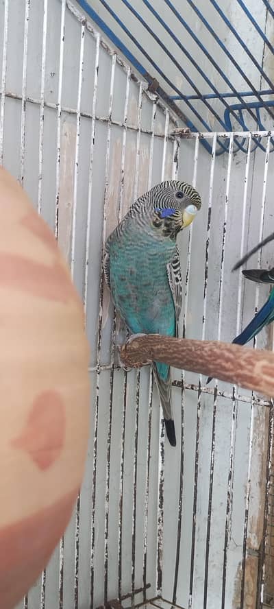 black budgie