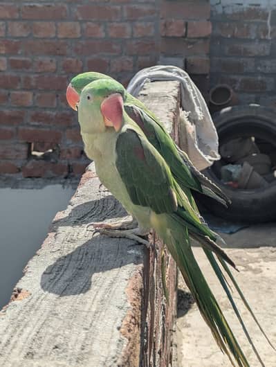 Alexandrine Raw Parrots