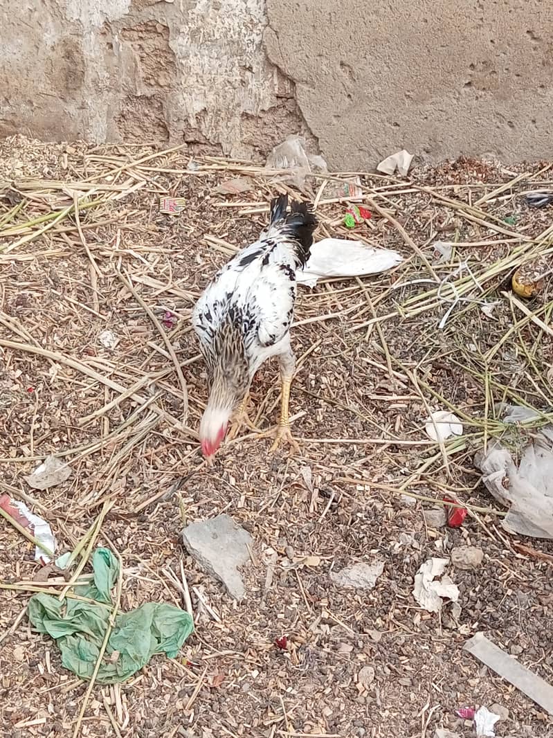 White Java Aseel Patha 2