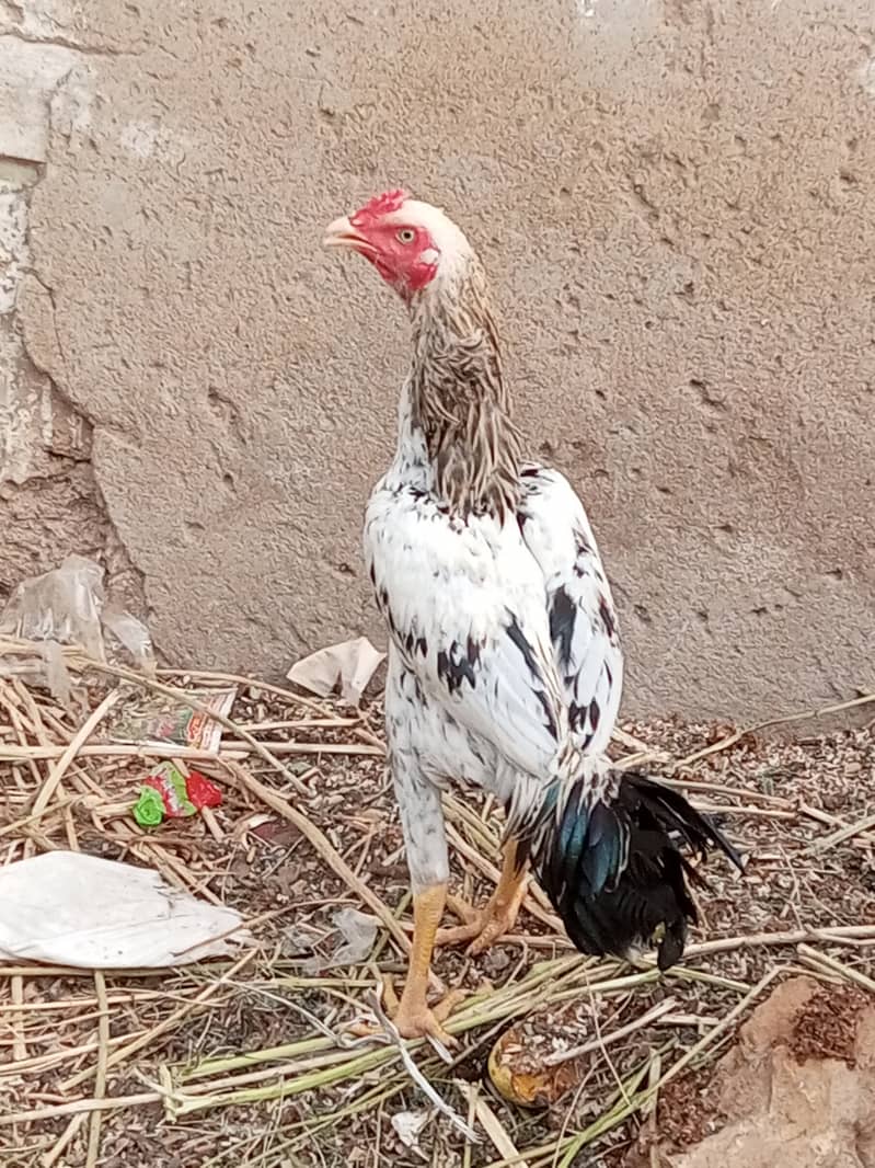 White Java Aseel Patha 3