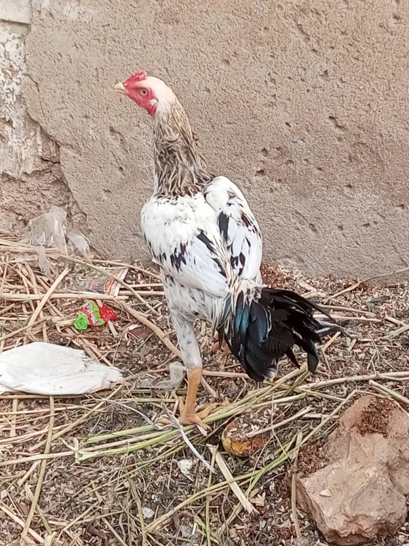 White Java Aseel Patha 5