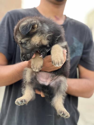 German shepherd puppy for sale in multan