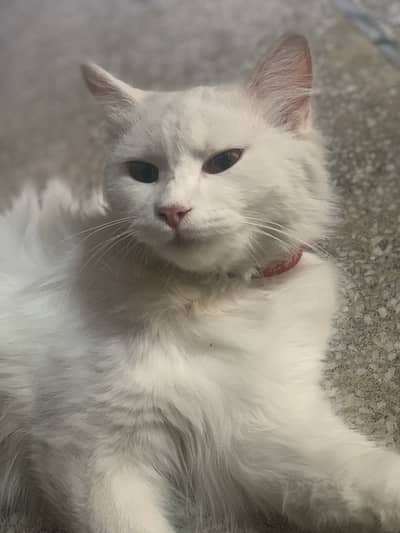 Persian for sale