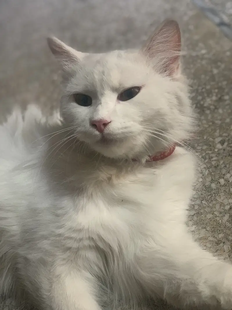 Persian for sale