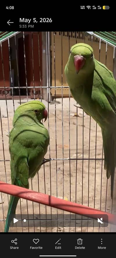 active pair for sale