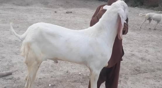 Qurbani ke liye Bakra For Sale call _03704685463