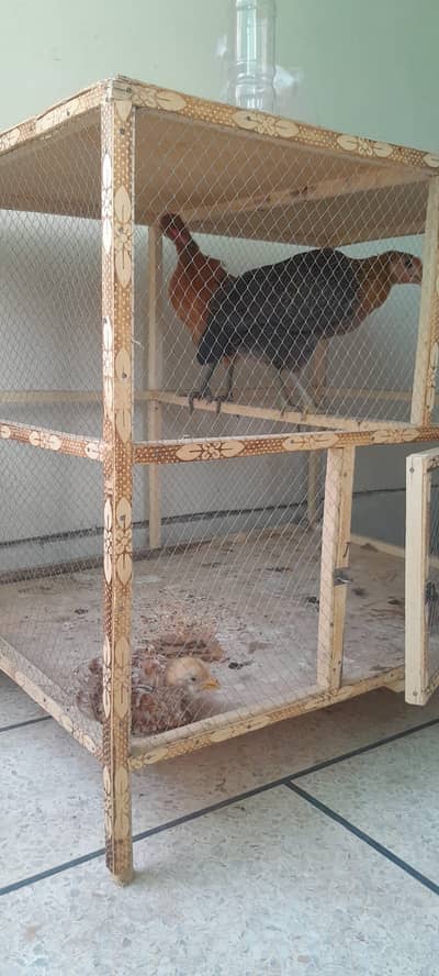 Healthy Desi Cross Chicks with Cage for Sale
