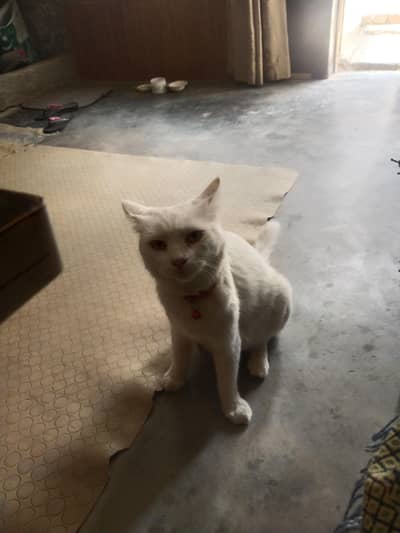 Turkish Angora Female Cat White color