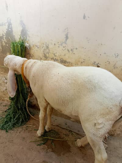 dumba / sheep / lamb for sale