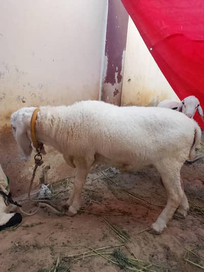 dumba / sheep / lamb for sale