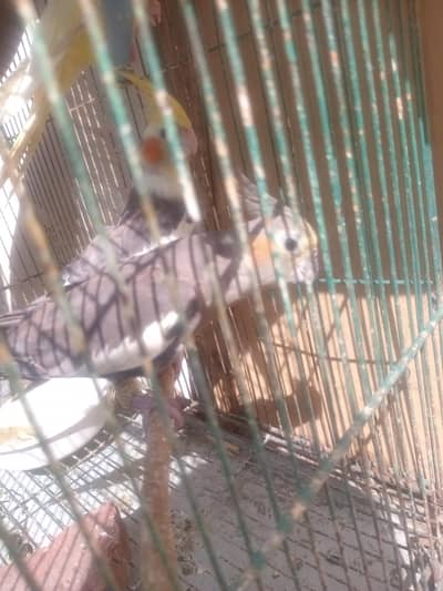 cocktail 3 parrot  5500 k