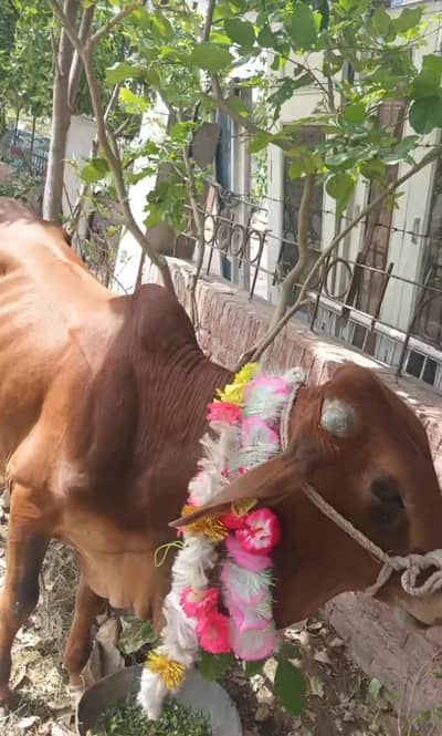 Qurbani Wera