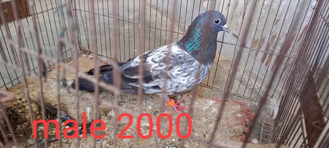 highy flying perwazi pigeon for sell,
