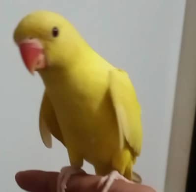 TAMED MALE FOR SALE