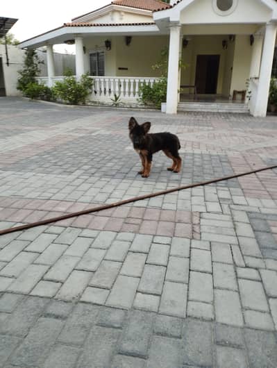3-Month-Old Male German Shepherd Puppy for Sale