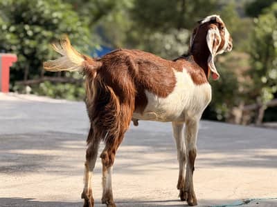 Qurbani k bakry