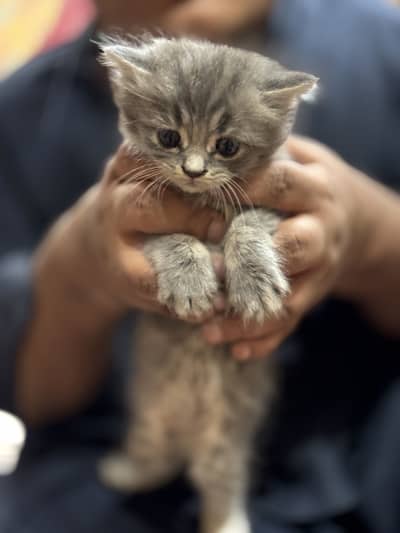 American kitten