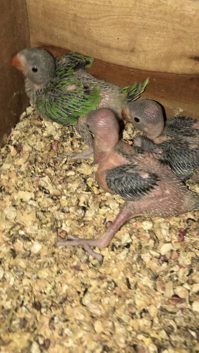Green Parrot Chicks