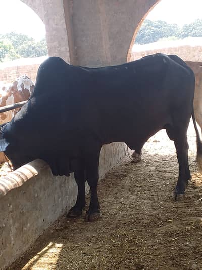 Super Black bull 280-320 kilo