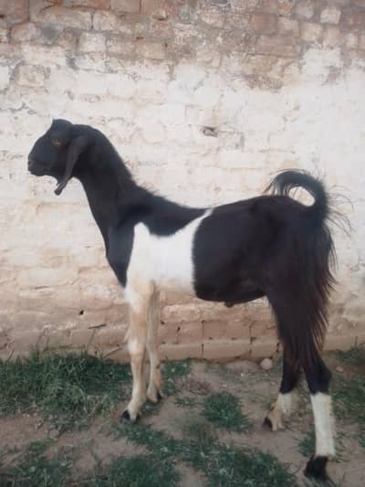 for sale