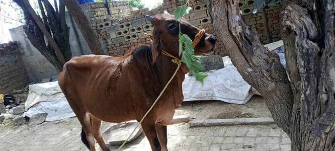 Bachari/for Qarbani/  2026 Desi Bachari/ female cow / Heifer