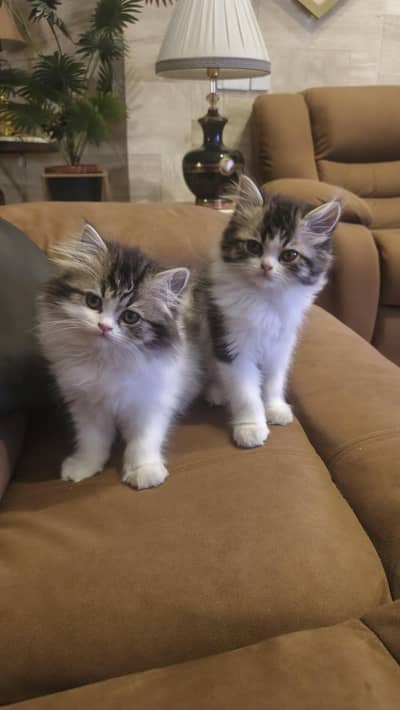 triple coat 2 months kittens