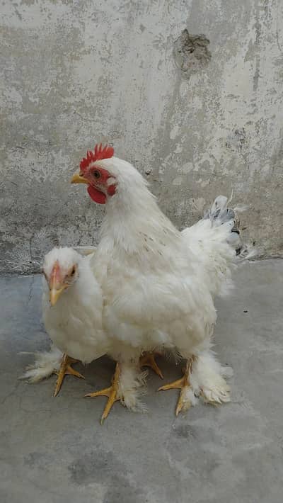 Breeder pair