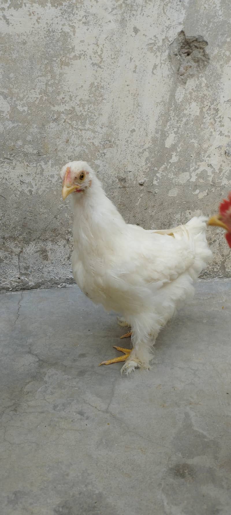 Breeder pair 1