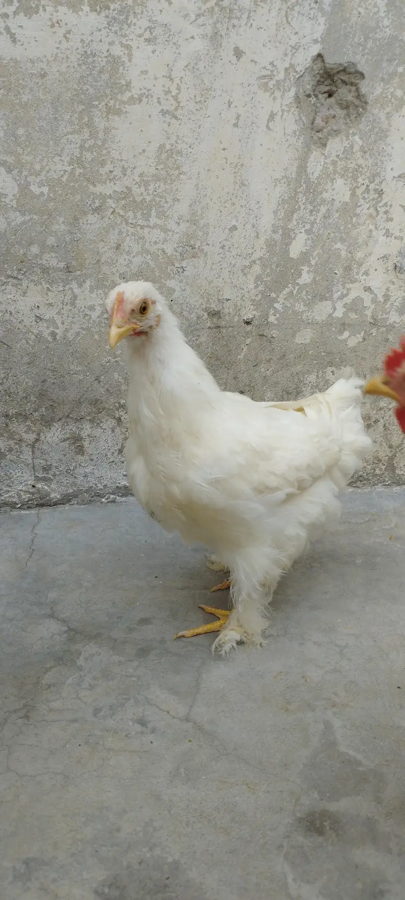 Bantam — photo 2
